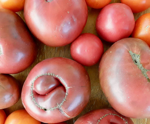 Black Krim Tomato