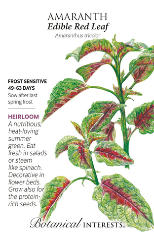 Edible Red Leaf Amaranth