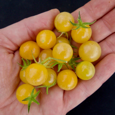 Coyote Currant Tomato