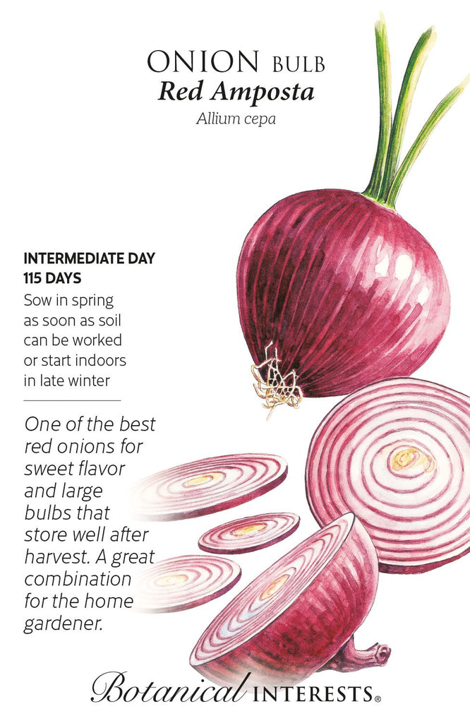 Zebrune Shallot Onion Seeds – Botanical Interests